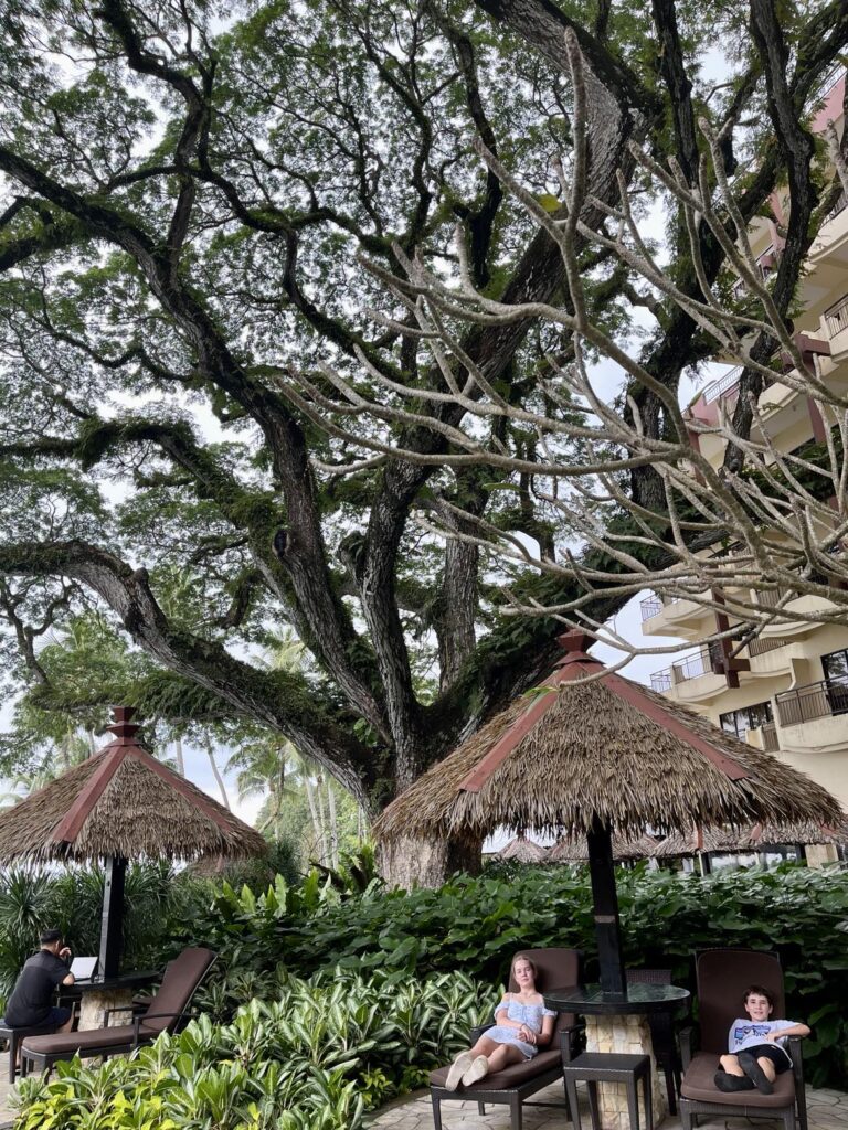 Majestic 150-year-old trees at Shangri-La Sayang, Penang. 